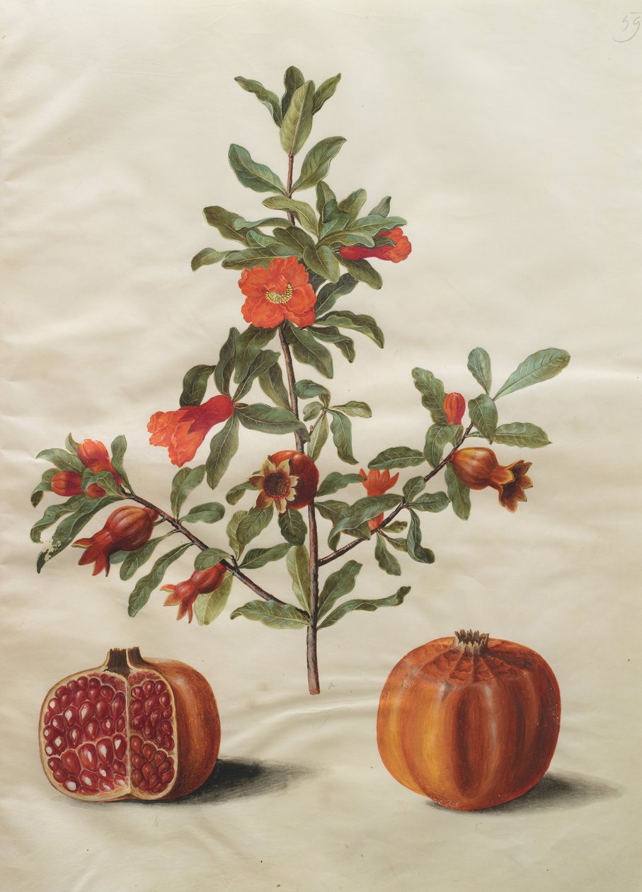 Punica granatum simp et pl od Johannes Simon Holtzbecher