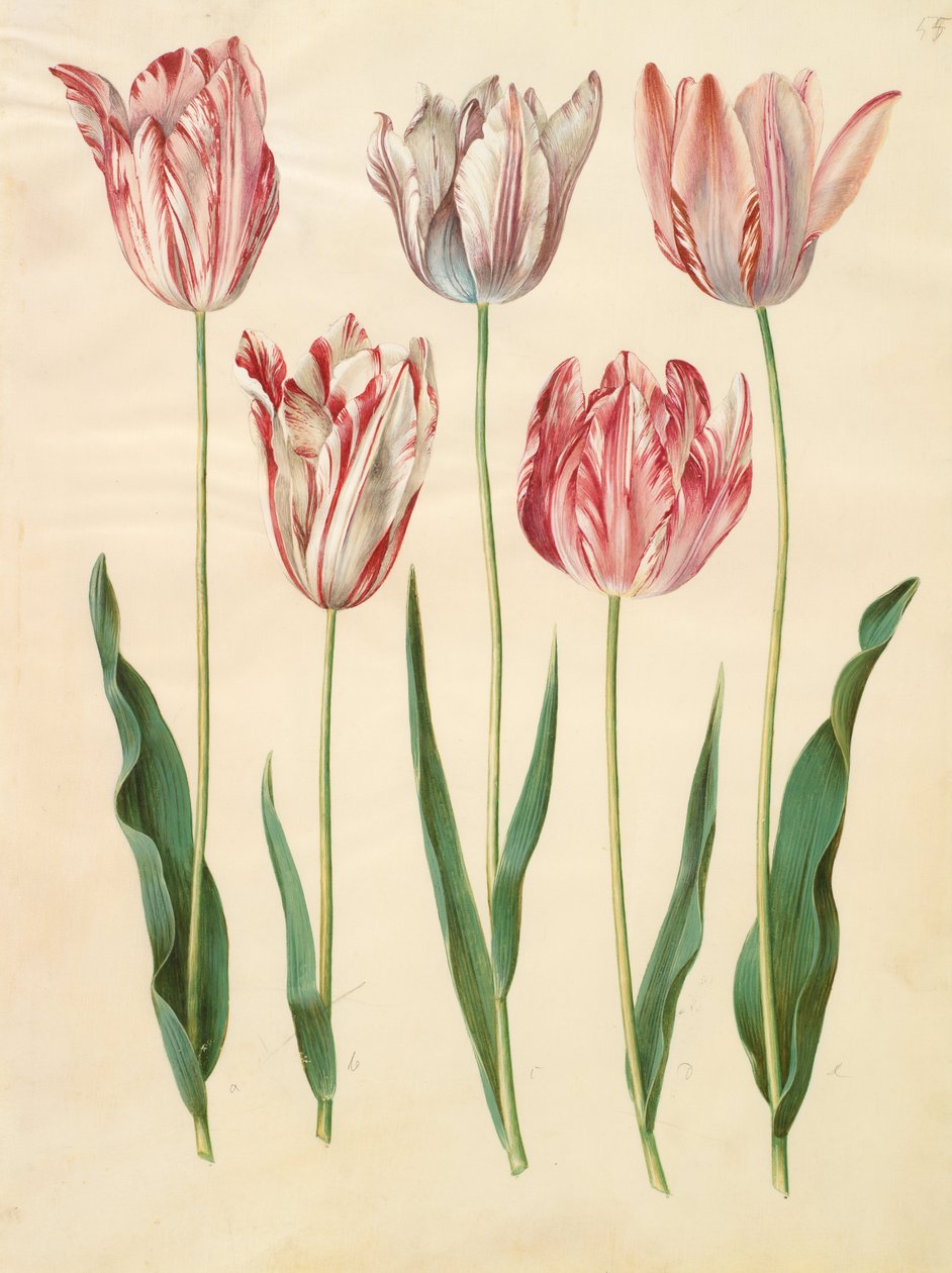 Tulipa gesneriana od Johannes Simon Holtzbecher