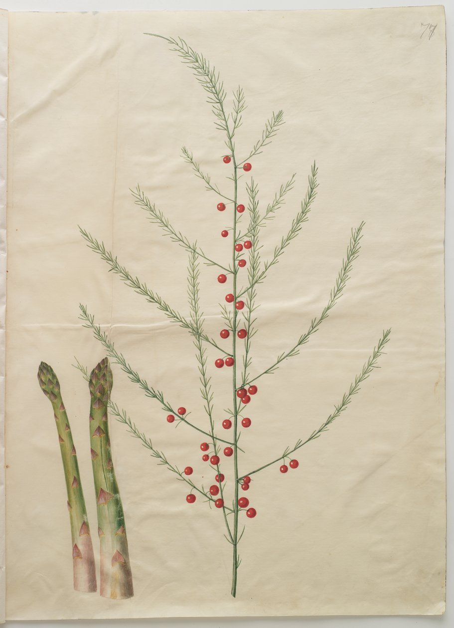 Asparagus officinalis od Johannes Simon Holtzbecker