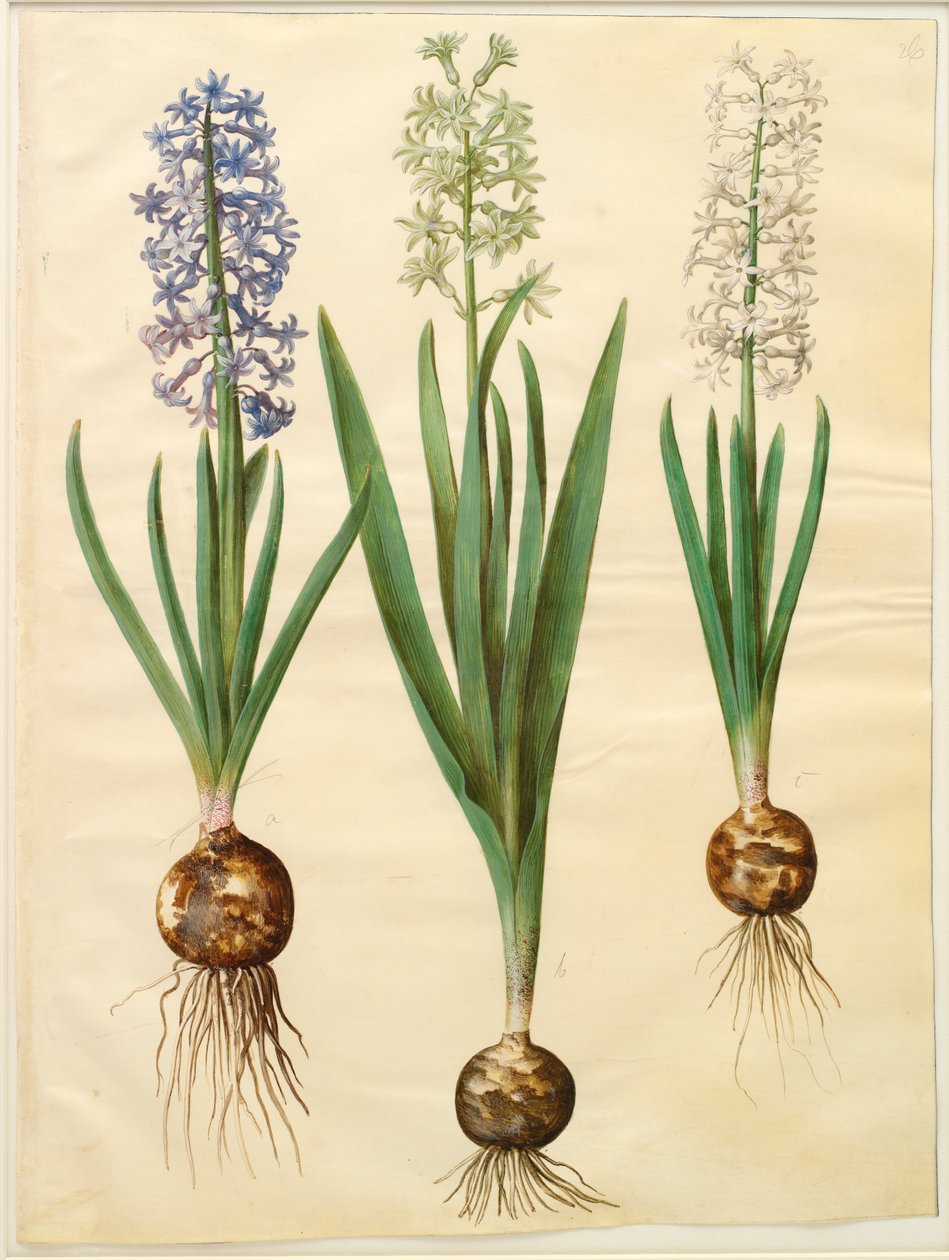 Hyacinthoides orientalis simp et pl od Johannes Simon Holtzbecker