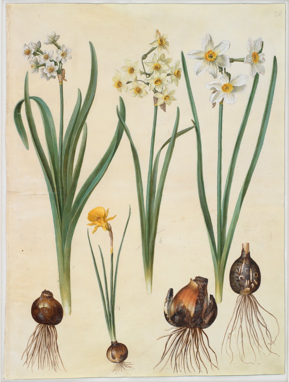 Narcissus tazetta; Narcissus orientalis; Corbularia bulbocodium od Johannes Simon Holtzbecker