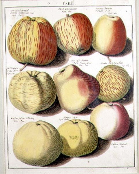 Jablka od Seligmana od Johannes Hendrik (after) Knoop