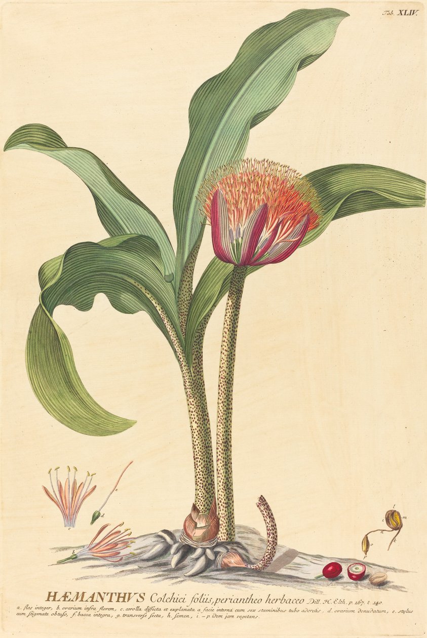 Haemanthus od Johannes Jacob Haid and Johannes Elias Haid after Georg Ehret