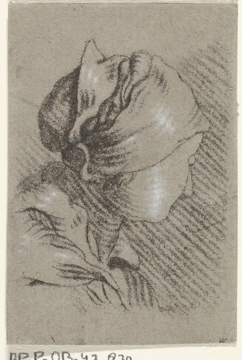 ženské poprsí od Johannes Janson (possibly)