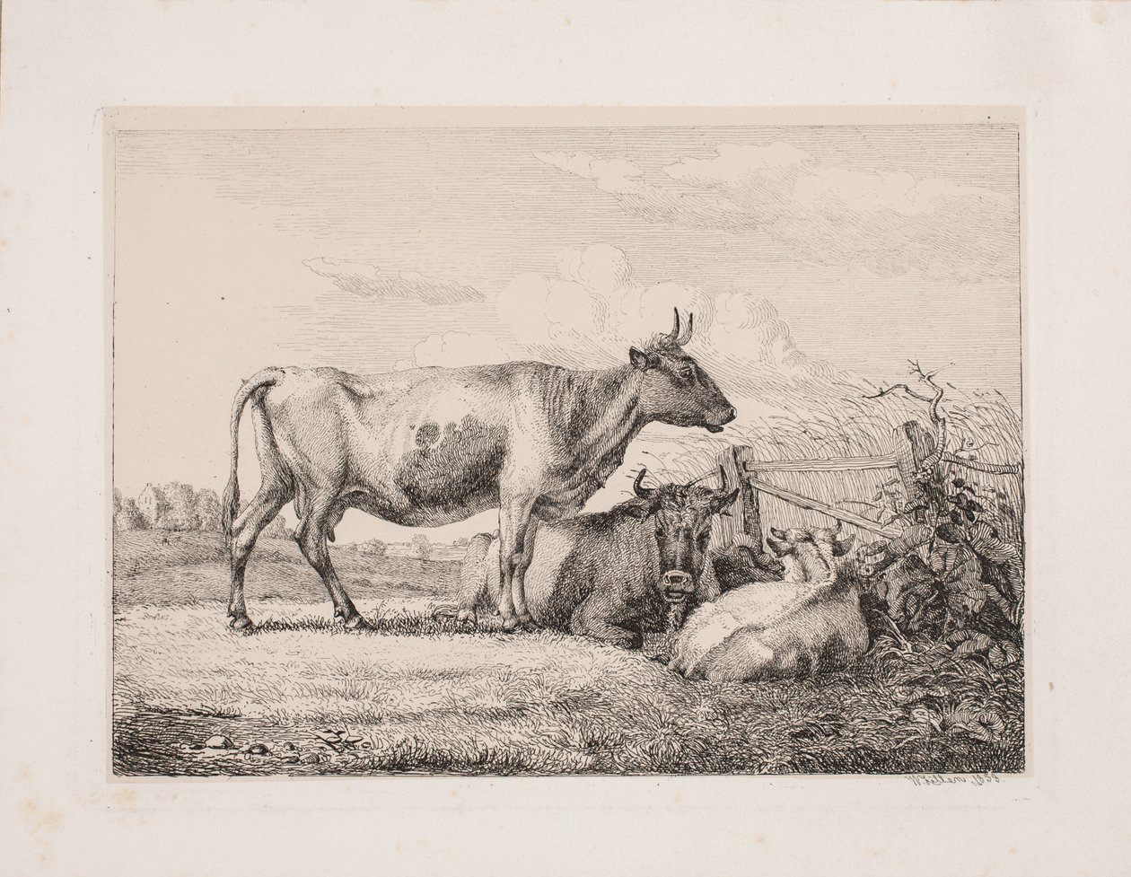 Krávy na poli od Johannes Wilhelm Zillen