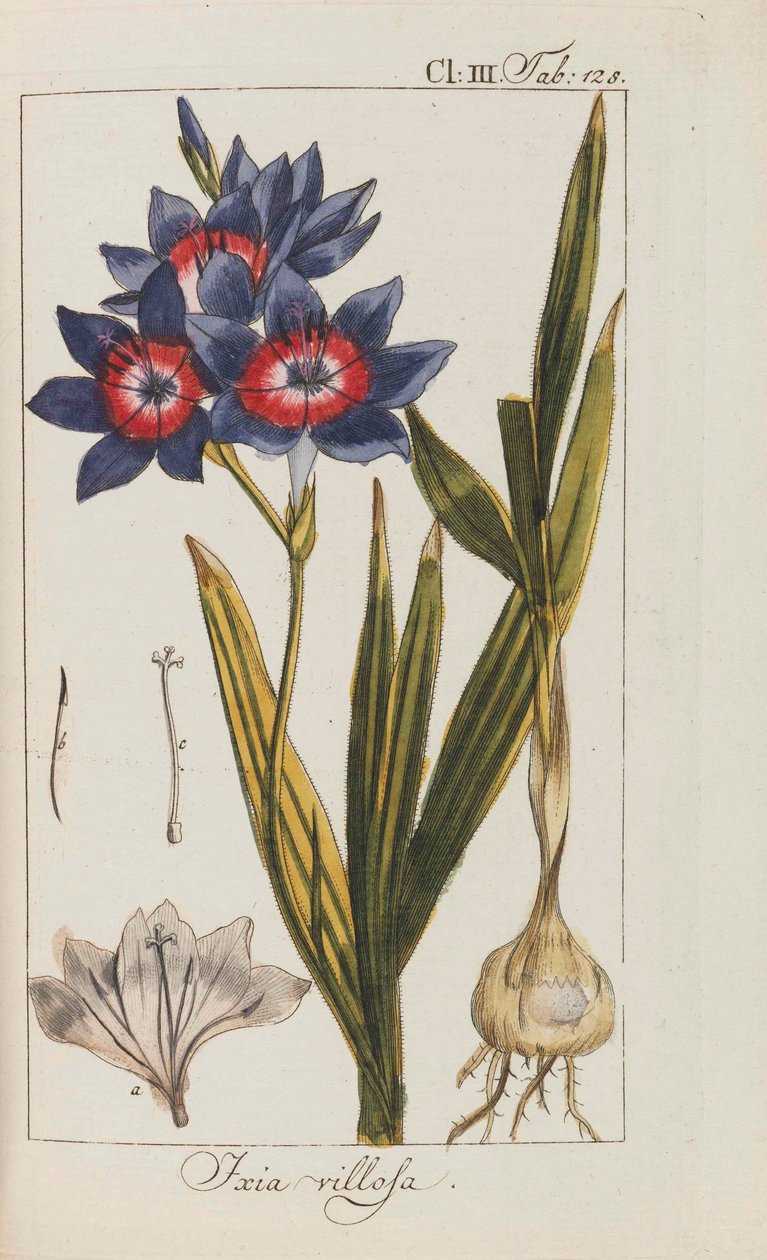 Výběr krásných a vzácných rostlin, 1795-1798. od Johannes Zorn