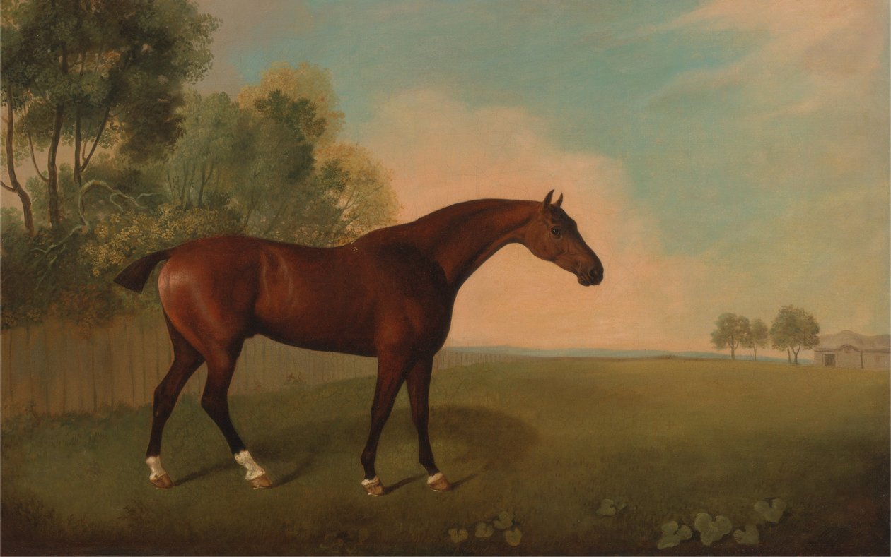 Bay Horse in a Field od John Boultbee