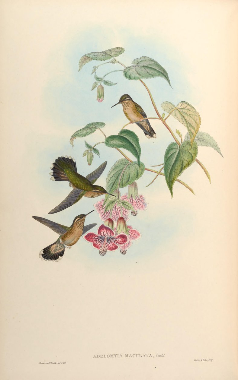 Adelomyia maculata = Adelomyia melanogenys maculata od John Gould