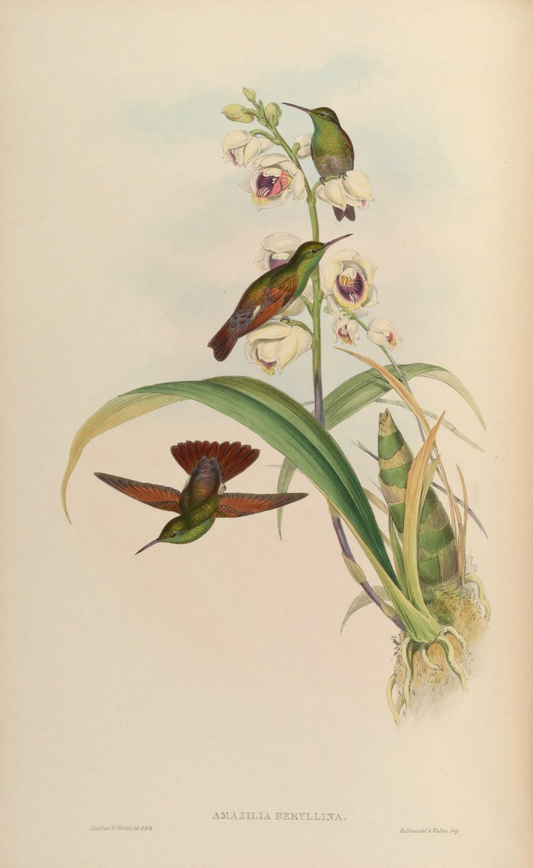 Amazilia beryllina od John Gould