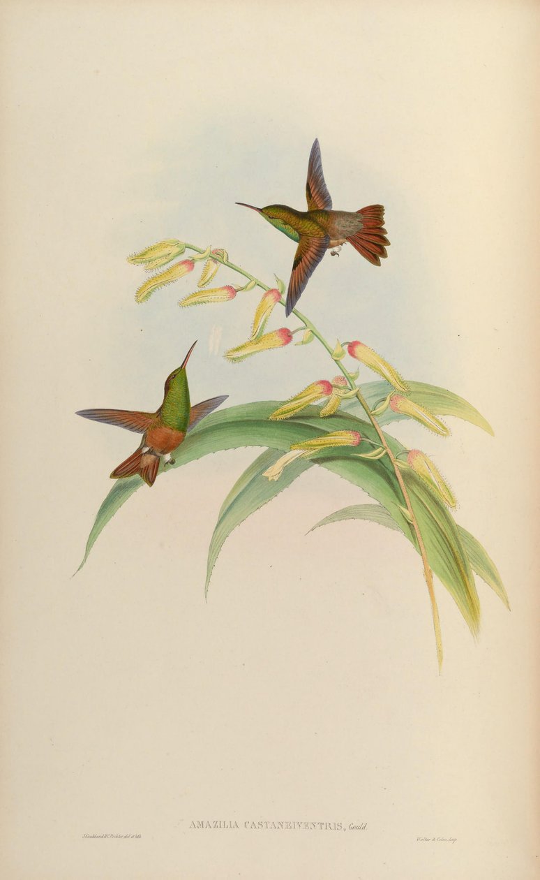 Amazilia castaneiventris od John Gould