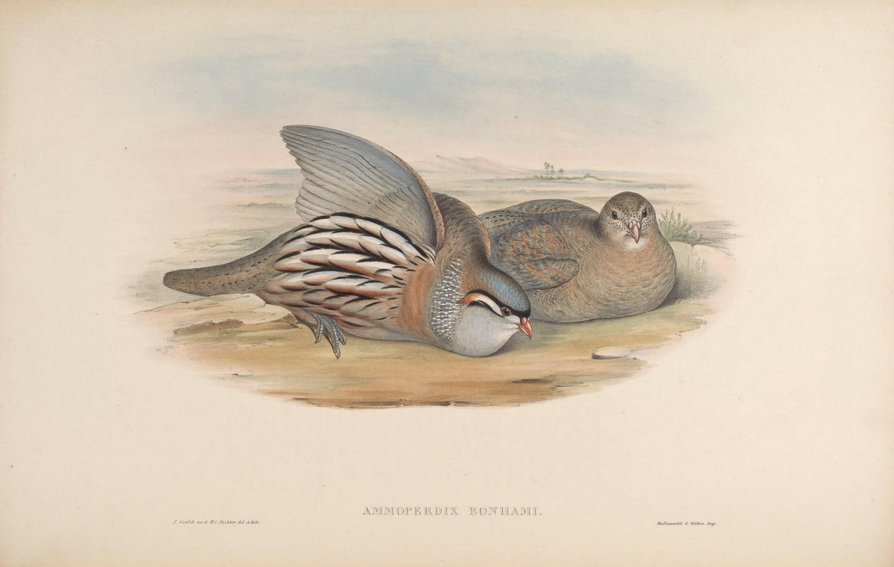 Ammoperdix bonhami = Ammoperdix griseogularis od John Gould
