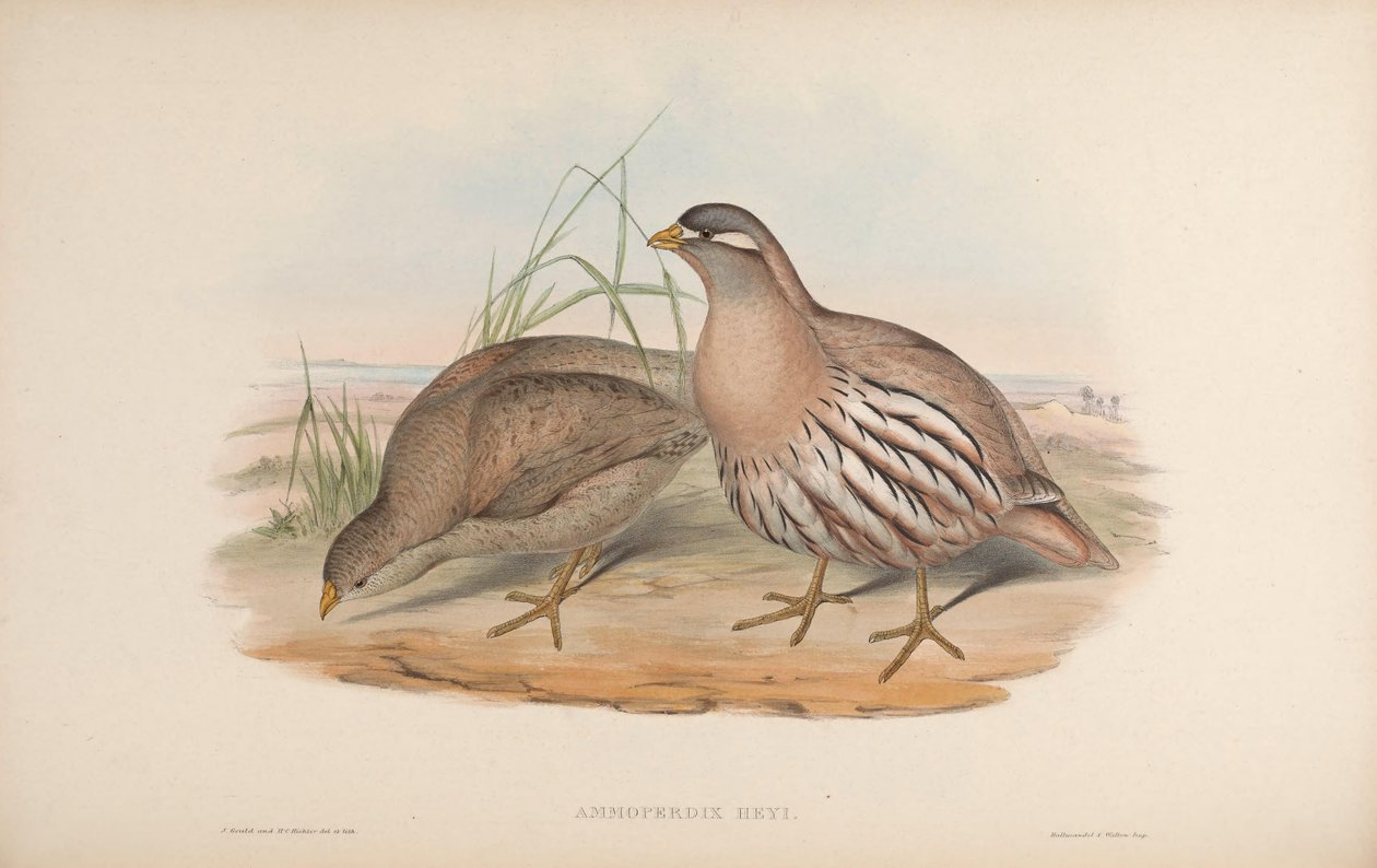 AM moper je nízký a snadný od John Gould
