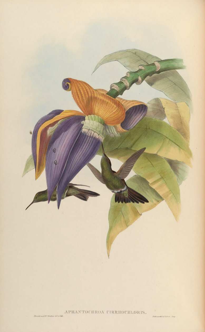 Aphantochroa cirrochloris od John Gould