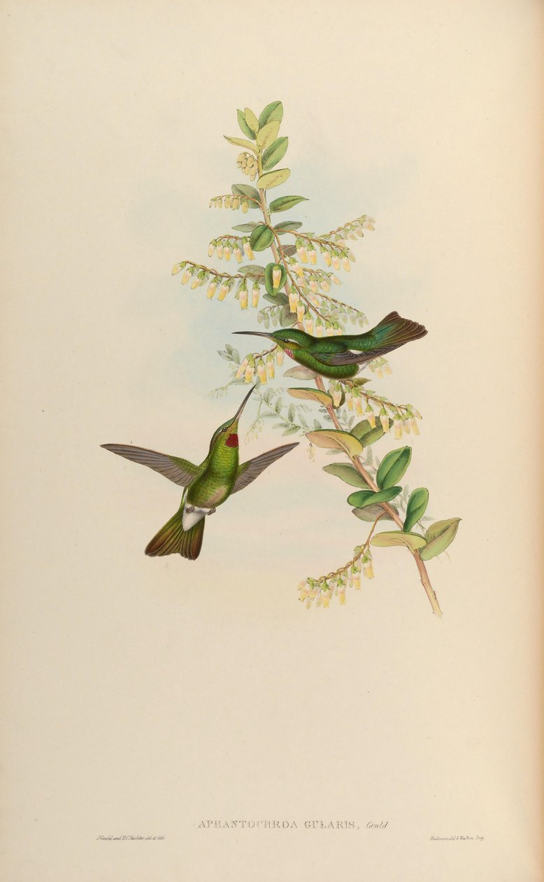 Aphantochroa gularis = Heliodoxa gularis od John Gould