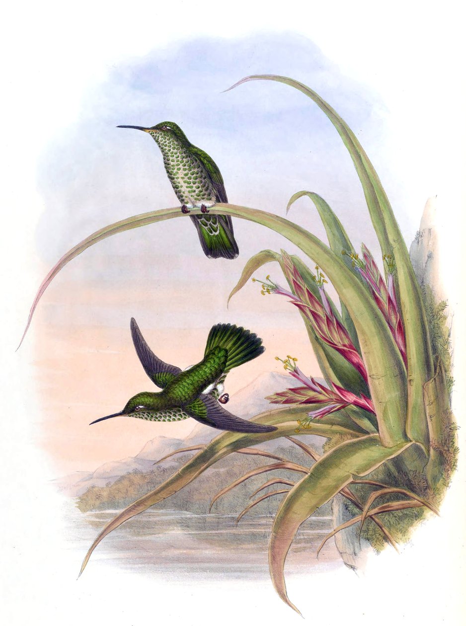Aphantochroa hyposticta = Taphrospilus hypostictus od John Gould