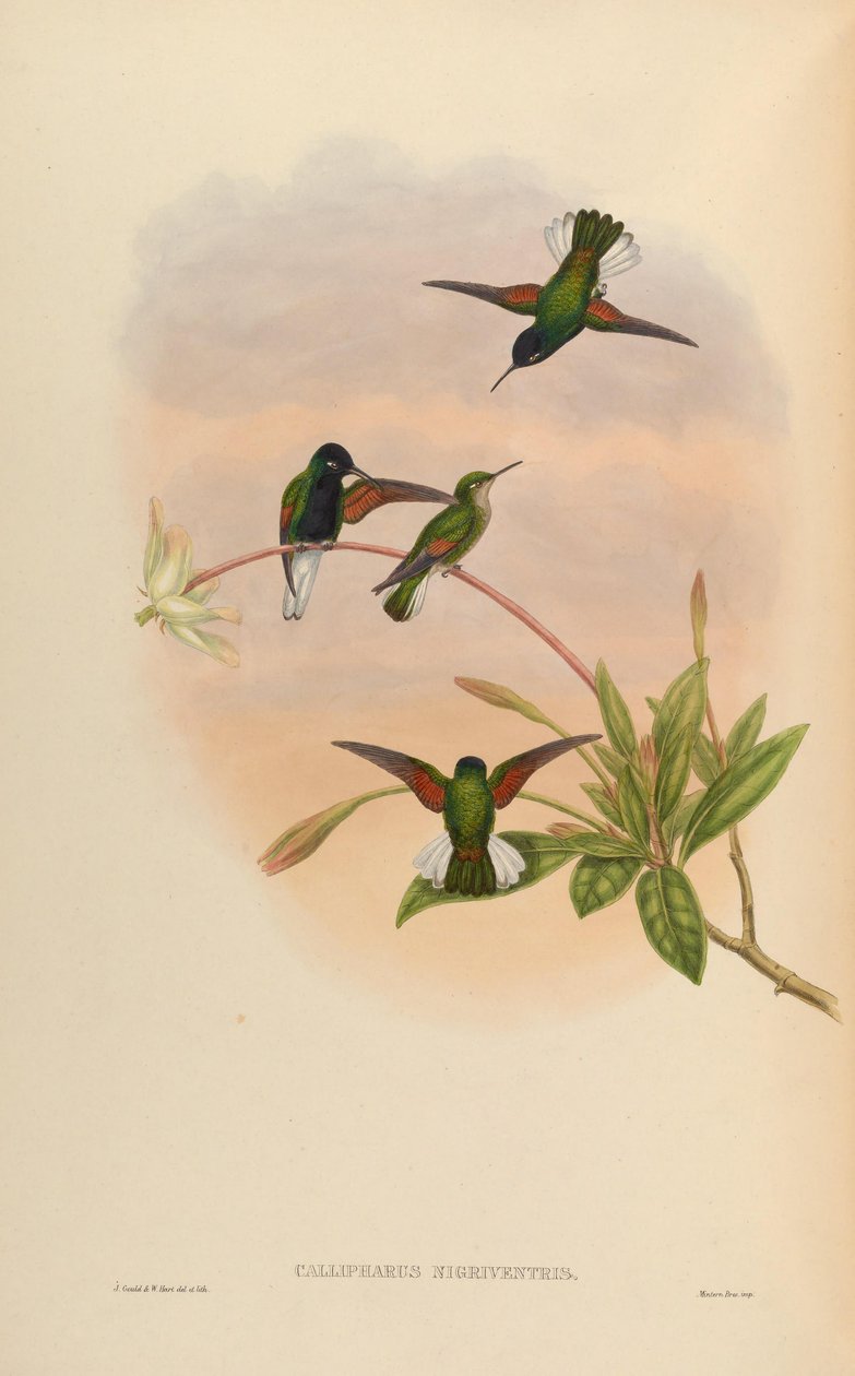 Callipharus nigriventris = Eupherusa nigriventris od John Gould