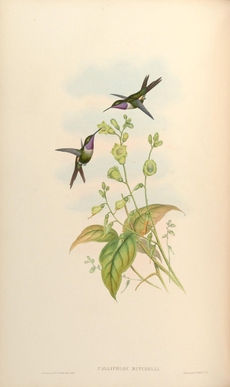 Calliphlox mitchelli od John Gould