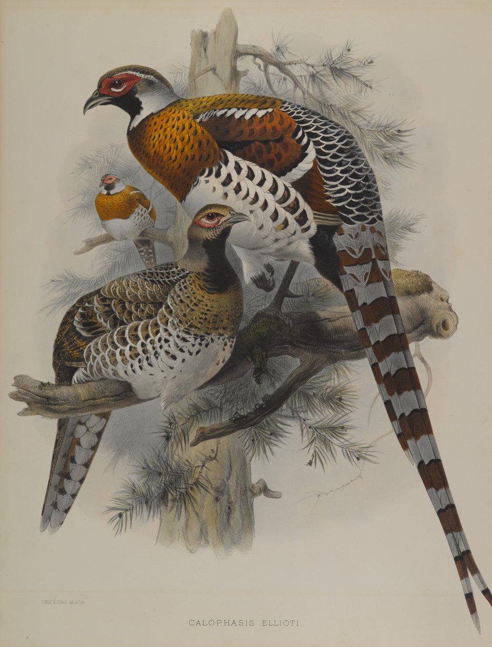 Calophasis Ellioti od John Gould
