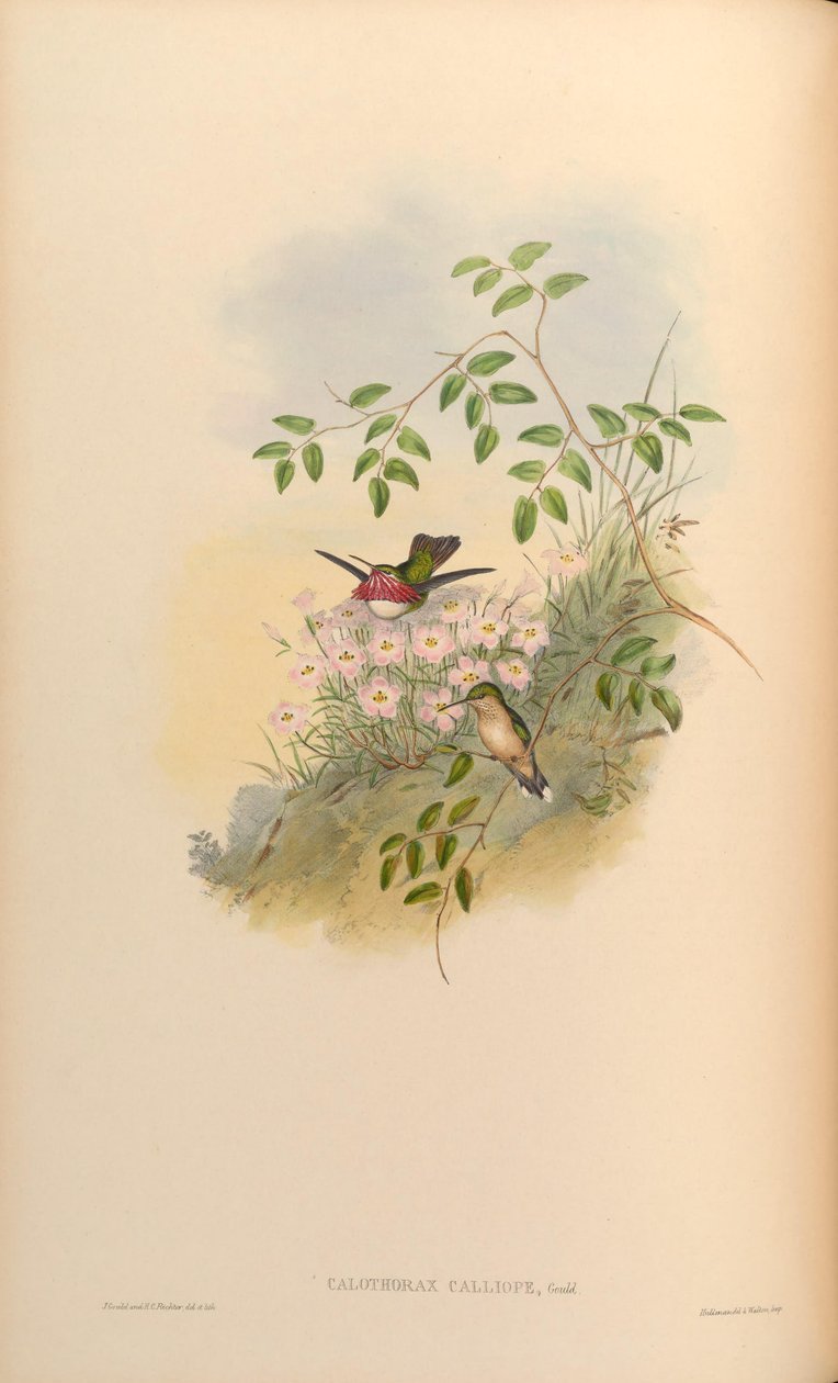 Calothorax calliope = Stellula calliope od John Gould