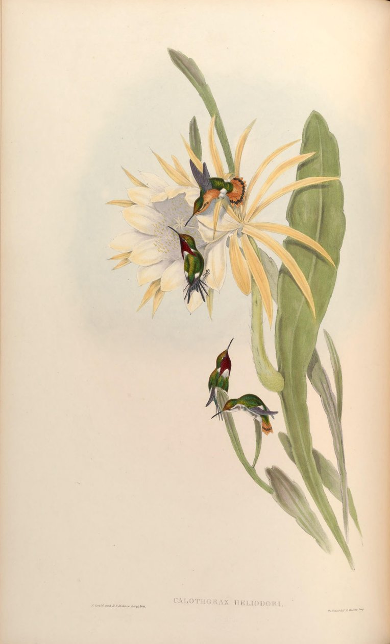 Calothorax heliodor = Chaetocercus heliodor od John Gould