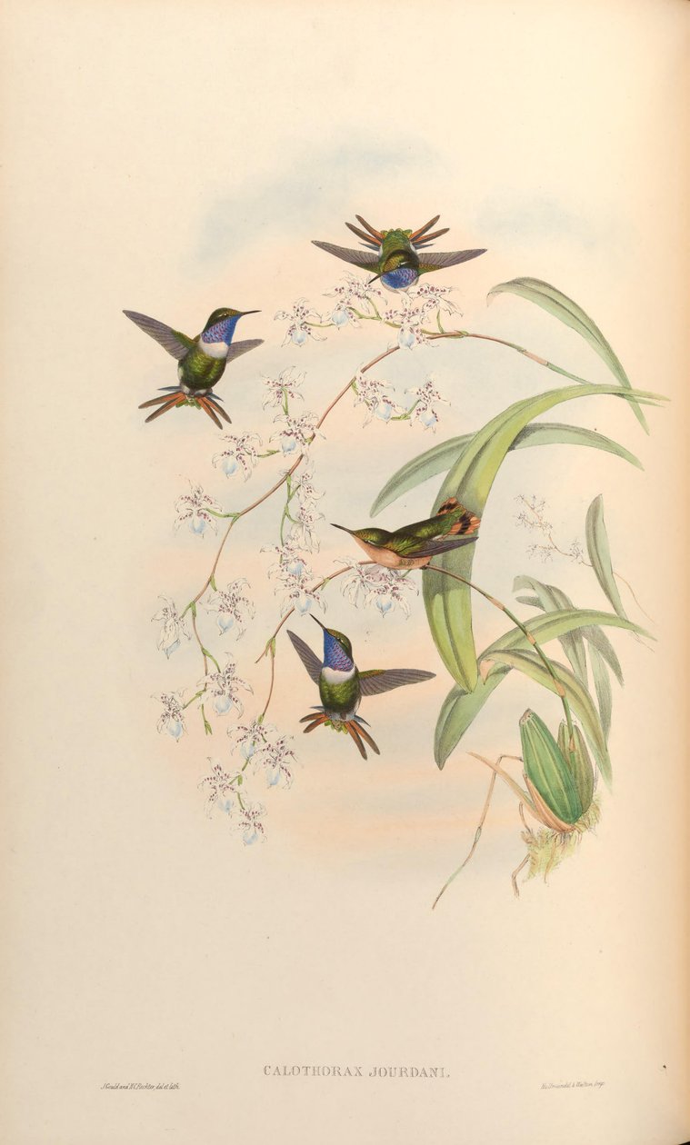 Calothorax jourdani = Chaetocercus jourdanii od John Gould