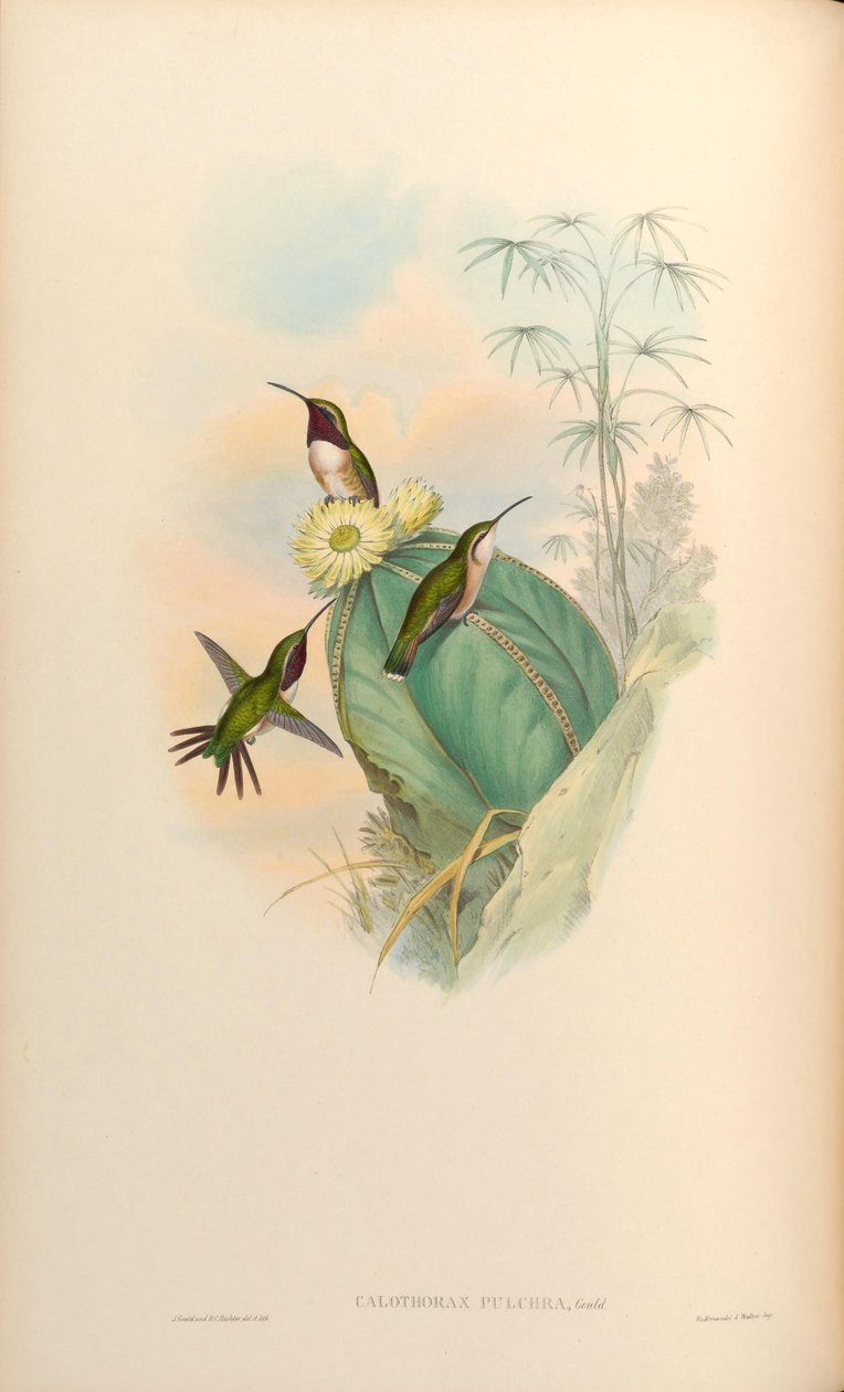 Calothorax od John Gould
