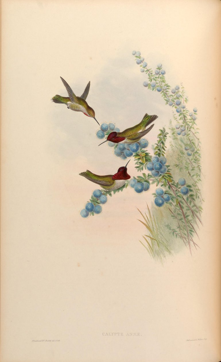 Calypte anna od John Gould