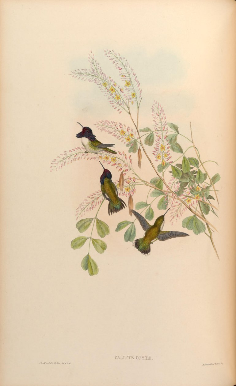 Calypte costae od John Gould
