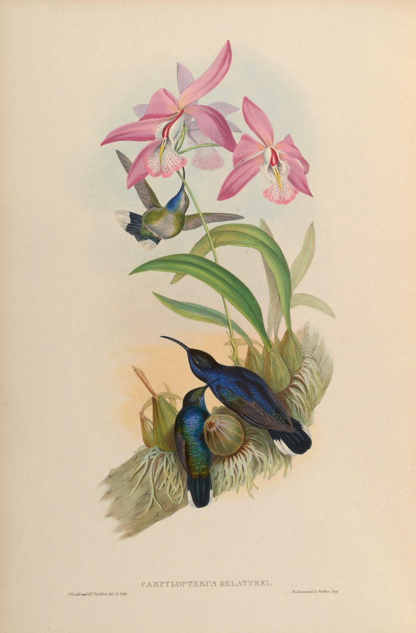 Campylopterus delattrei = Campylopterus hemileucurus hemileucurus od John Gould