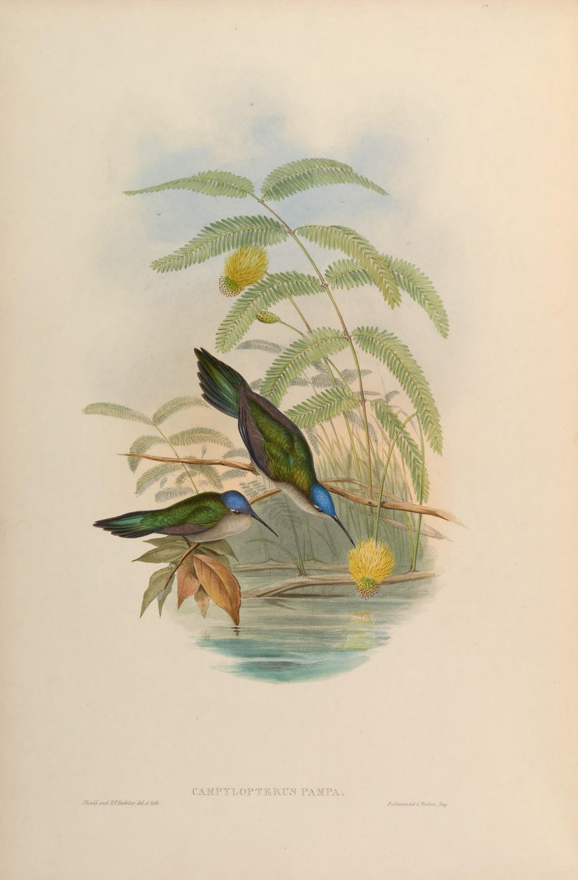 Campylopterus pampa od John Gould