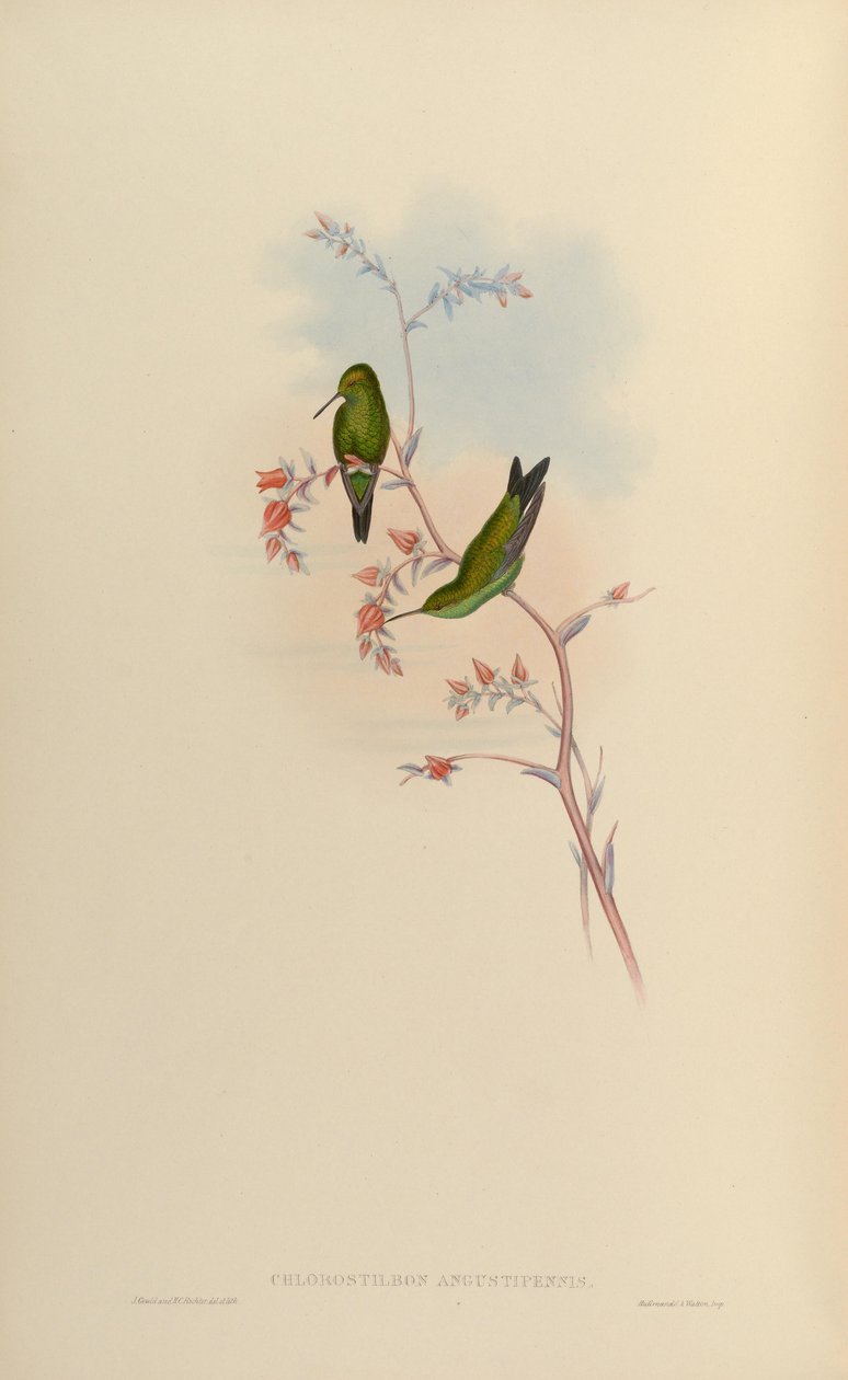 Chlorostilbon angustipennis = Chlorostilbon gibsoni od John Gould