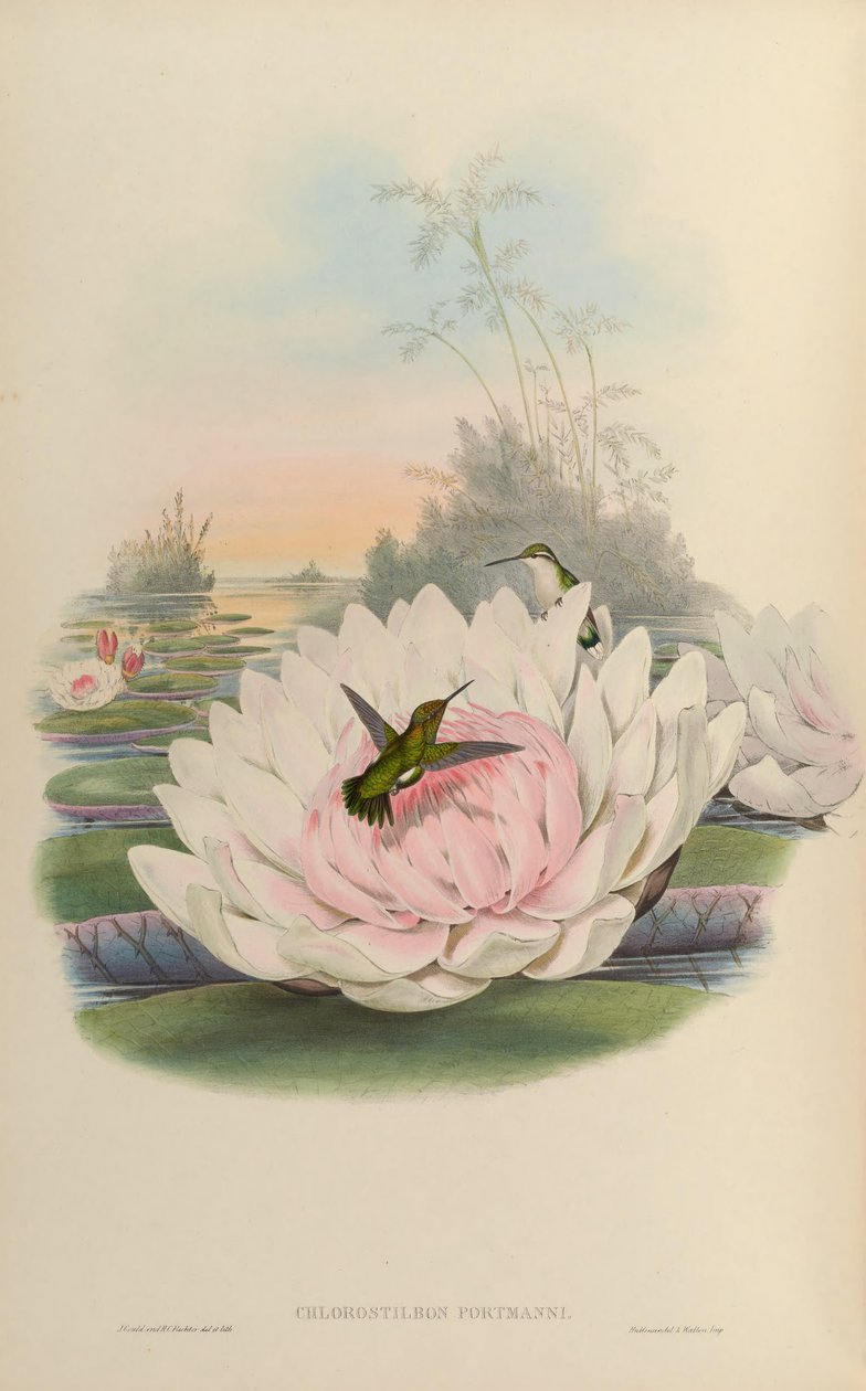 Chlorostilbon poortmani od John Gould