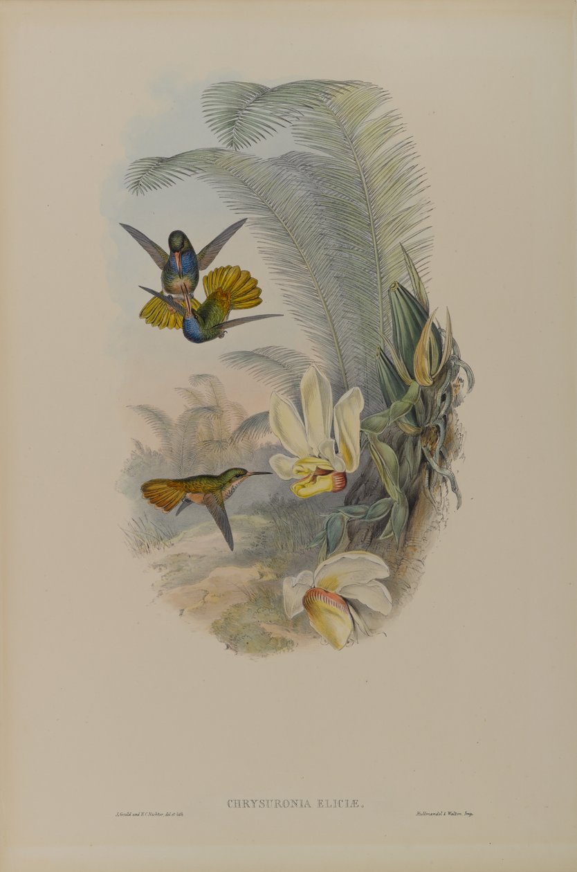 Chrysuronia Eliciae: Elicias Golden Tail od John Gould
