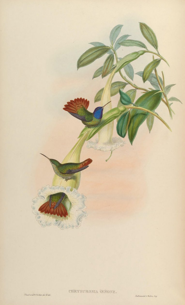 Chrysuronia oenon od John Gould