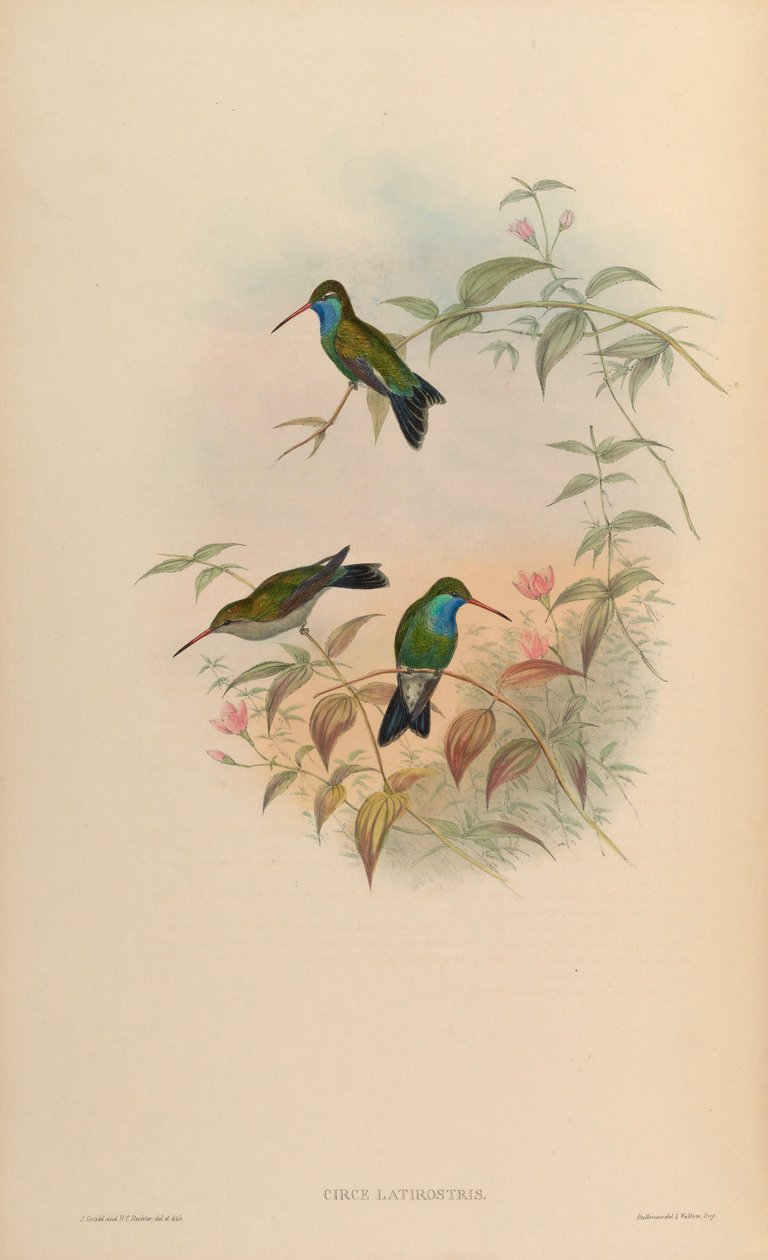 Circe latirostris = Cynanthus latirostris od John Gould