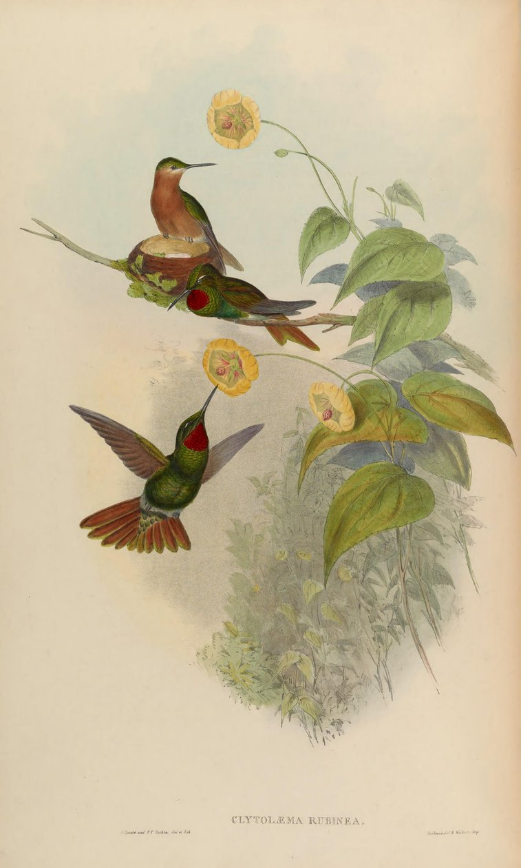 Clytolaema rubinea = Clytolaema rubinea od John Gould