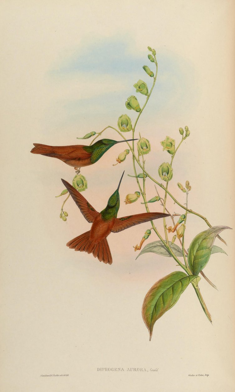 Diphogena aurora = Coeligena iris aurora od John Gould