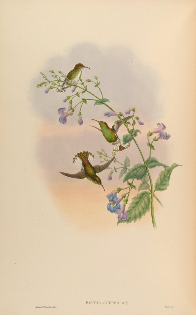 Elvira cupreiceps od John Gould