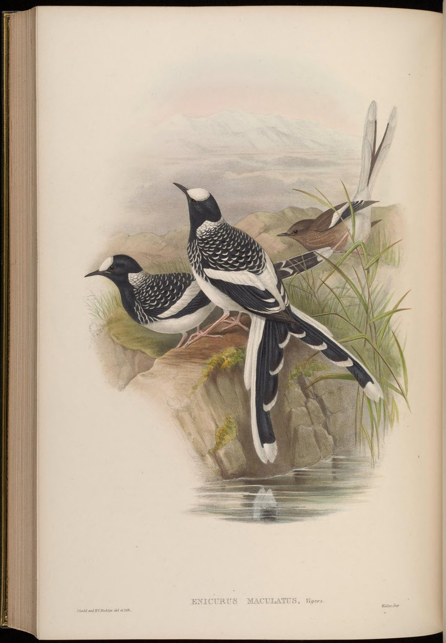Enicurus maculatus od John Gould