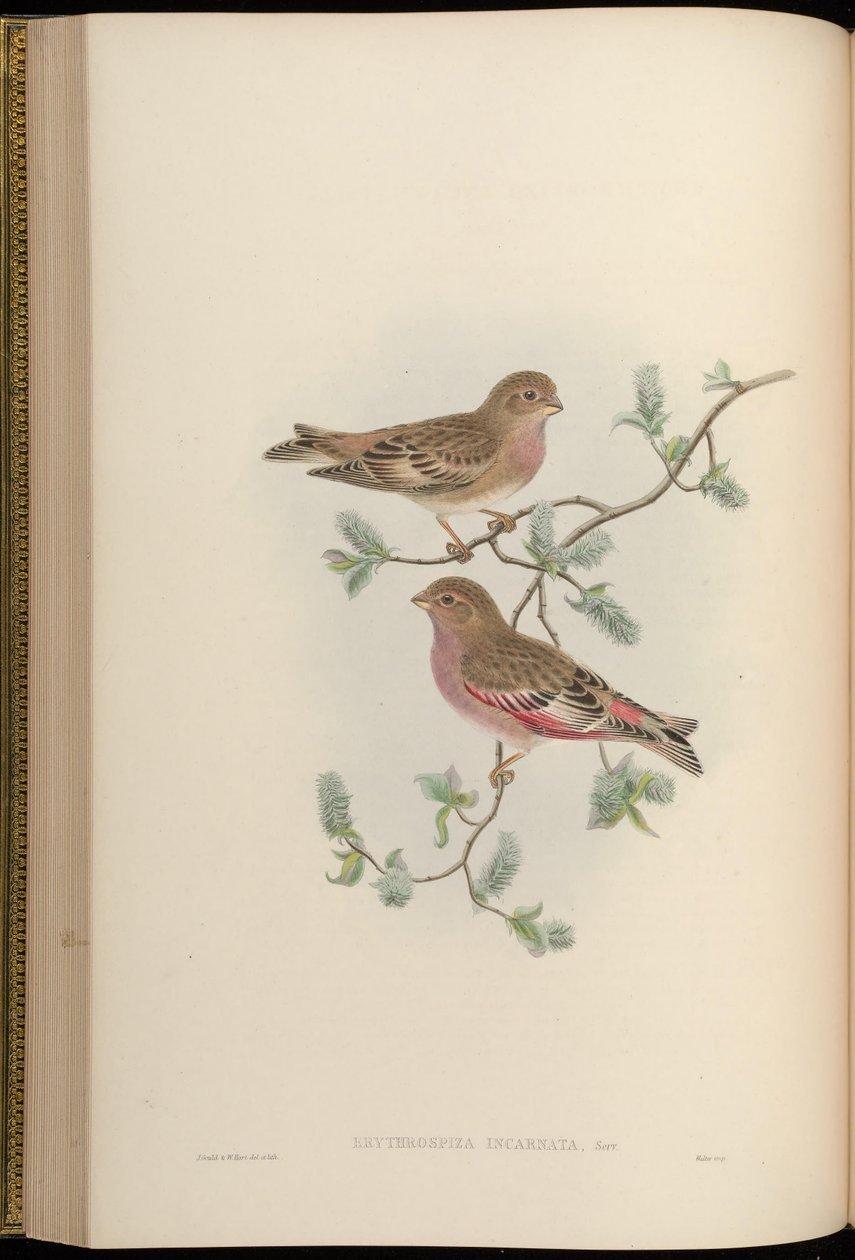 Erythrospiza incarnata = Bucanetes mongolicus [2] od John Gould