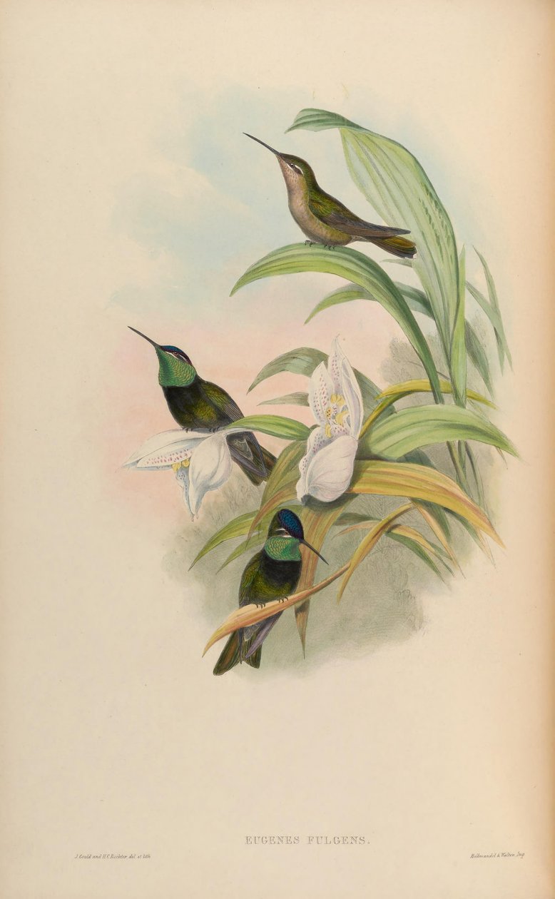 Eugenes fulgens od John Gould