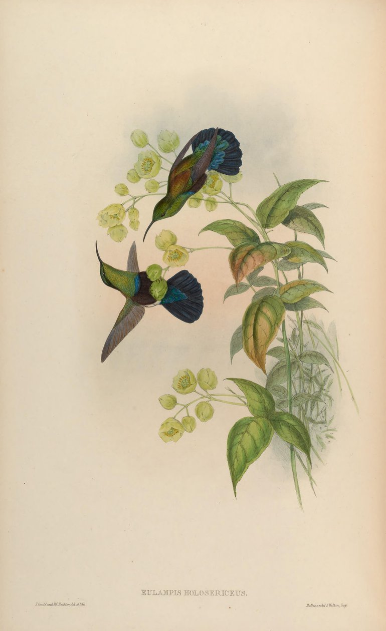 Eulampis holosericeus od John Gould