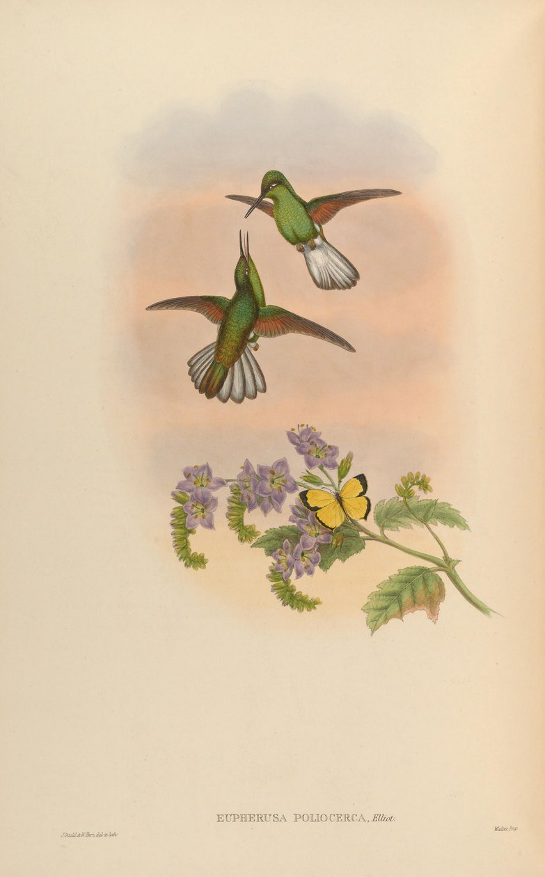 Eupherusa poliocerca od John Gould