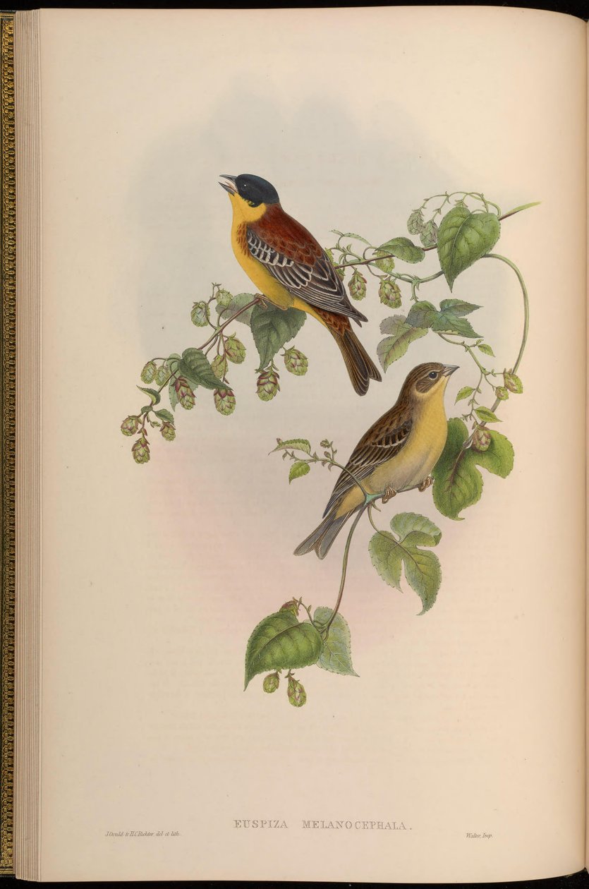 Euspiza melanocephala = Emberiza melanocephala od John Gould