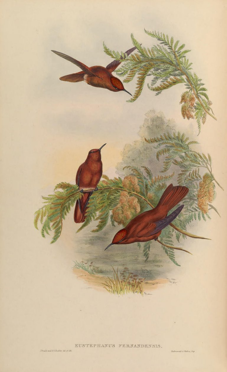 Eustephanus fernandensis = Sephanoides fernandensis od John Gould