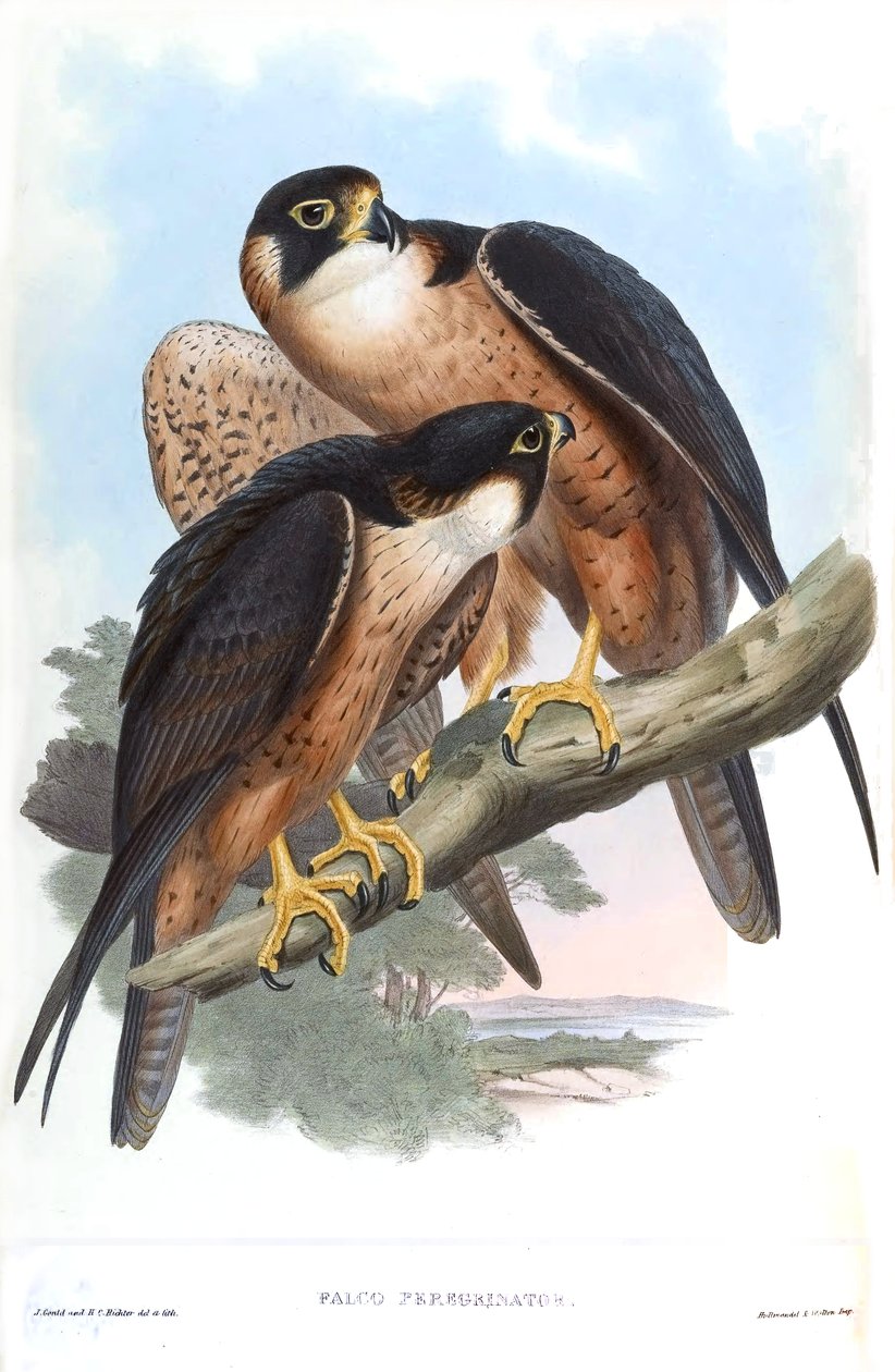 Falco peregrinator = Falco peregrinus peregrinator od John Gould