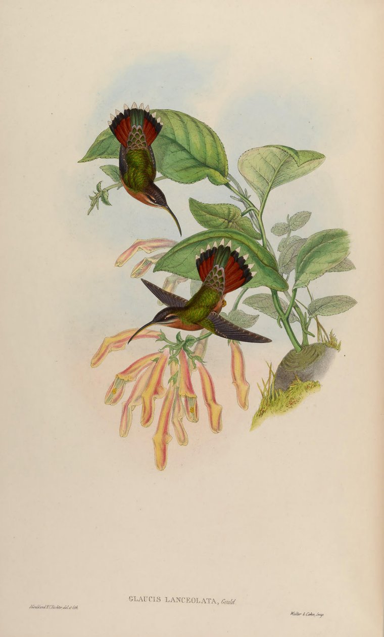 Glaucis lanceolata od John Gould