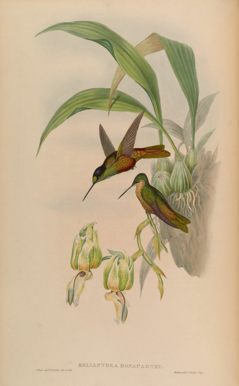 Helianthea bonapartei od John Gould