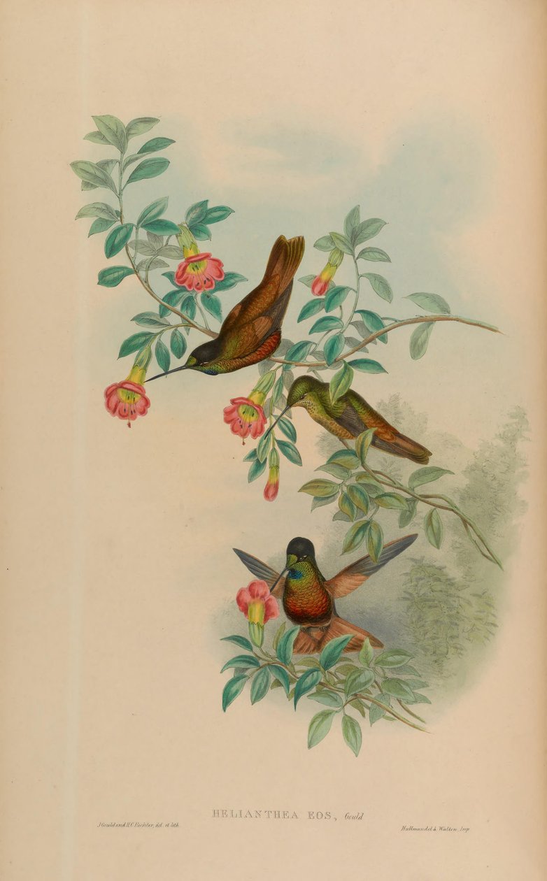 Helianthea eos = Coeligena bonapartei eos (MOV 3.2) od John Gould