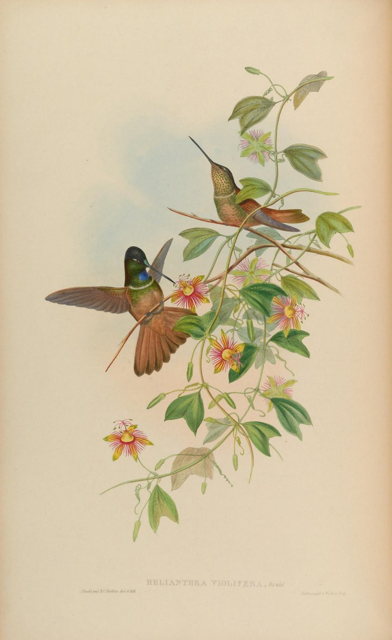 Helianthea violifera = Coeligena violifer od John Gould